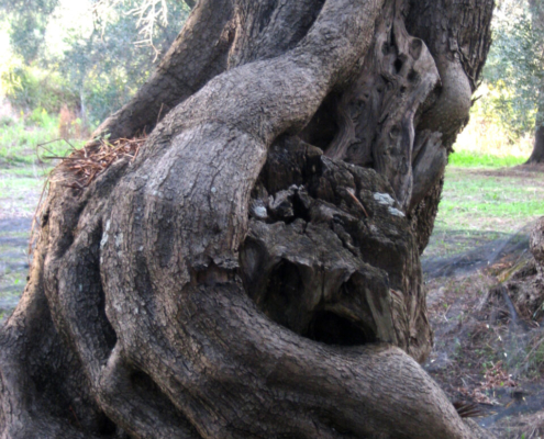 Ölbaum Perdika, Griechenland 2007